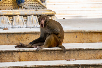 Indian male monkey sitting on a temple steps 1