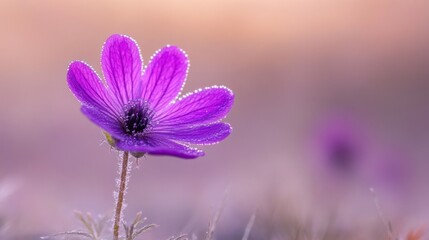 Fototapeta premium A close-up of a purple flower with delicate petals and dew drops, set against a soft background.