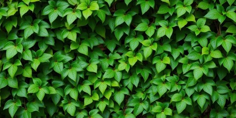 Obraz premium Bush grape plant with lush green leaves and vine tendrils forming a natural frame in the jungle, jungle, nature