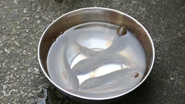 Snakehead or Channa orientalis fish. 
Channa&nbsp;is a&nbsp;genus&nbsp;of predatory&nbsp;fish&nbsp;in the&nbsp;family&nbsp;channidae, native to fresh water habitats in asia. Asiatic Snakehead is a freshwater fish.