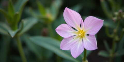 Obraz premium A close-up shot of a pink piglet-shaped flower blooming in a garden, spring, cute
