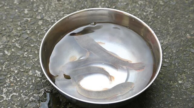 Snakehead or Channa orientalis fish. 
Channa&nbsp;is a&nbsp;genus&nbsp;of predatory&nbsp;fish&nbsp;in the&nbsp;family&nbsp;channidae, native to fresh water habitats in asia. Asiatic Snakehead is a freshwater fish.
