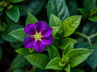 A vibrant purple flower in full bloom surrounded by lush green leaves, purple, vibrant