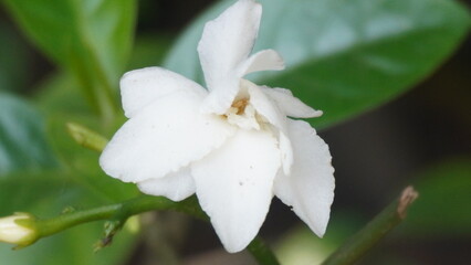 Gardenia or Jasmine are fragrant flowering plants, cherished for their aromatic blooms, ornamental beauty, and use in perfumes and gardens