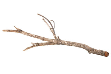 Dry tree twigs branches isolated on white background with clipping path.