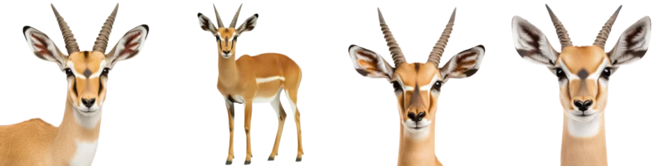 Selbstklebende Fototapeten Majestic antelopes or gazelles with distinctive horns roaming the vast savanna grasslands on a clean white background  These wild alert © R Studio
