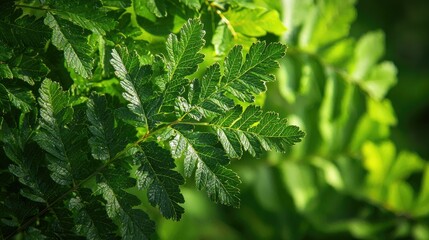 Fototapeta premium Close-up of lush green fern leaves in a forest.