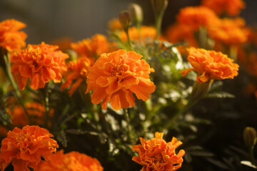 Marigold flowers at sunset. Close up.