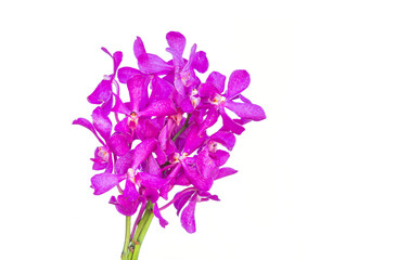 Blooming twig of purple orchid isolated on white background.