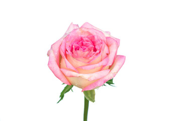 Fresh beautiful pink rose on a white background.