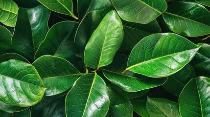 Close-up of lush, green leaves with visible veins.