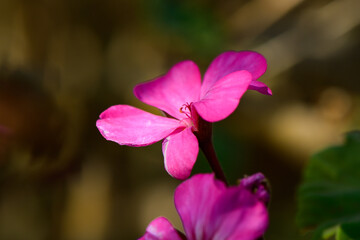 Fototapeta premium Bright pink flower blooming in soft sunlight amidst blurred greenery during a serene afternoon in nature