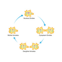 Amoeba Cell Binary Fission Science Design. Vector Illustration.