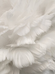 Feathers. Light background of white bird feathers
