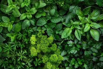 Fototapeta premium Mixed Herbs. Fresh Organic Herb Mix from Garden Background