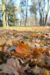 autumn leaves in the forest
