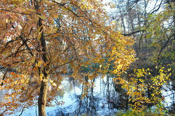 Fototapeta premium beautiful autumn landscape in the forest with a lake and golden autumn leaves on tree branches