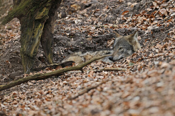 Wilk szary, wilk (Canis lupus) © Bartosz Rakoczy