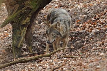 Wilk szary, wilk (Canis lupus) © Bartosz Rakoczy