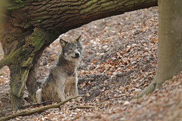 Wilk szary, wilk (Canis lupus) © Bartosz Rakoczy