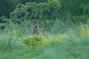 Wilk szary, wilk (Canis lupus) © Bartosz Rakoczy