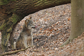Wilk szary, wilk (Canis lupus) © Bartosz Rakoczy