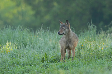 Wilk szary, wilk (Canis lupus) © Bartosz Rakoczy