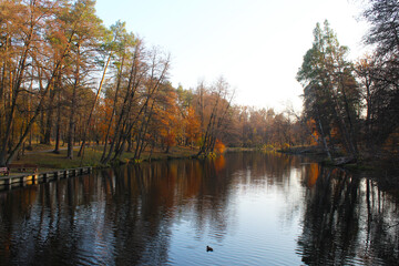 Obraz premium autumn trees reflected in water