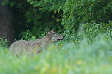 Wilk szary, wilk (Canis lupus) © Bartosz Rakoczy