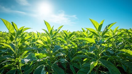 Fototapeta premium Vibrant Avocado Orchard Under Clear Blue Sky