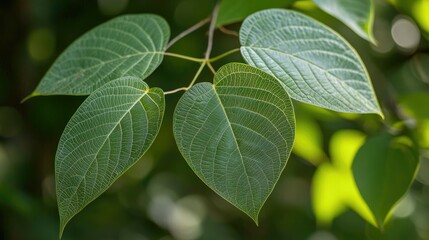 Closeup of vibrant green leaves on a branch with a blurred background.