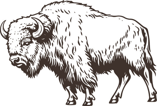 black and white illustration of hand drawn bison