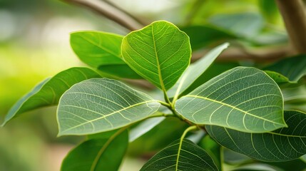 Close-up of vibrant green leaves with visible veins on a branch.