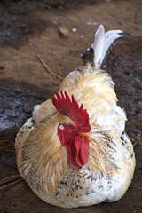 Bantam Chicken (Gallus gallus domesticus) is classified as the Aves class, Galliformes Order, Family Phasianidae. Characteristics of chickens have mini stature, small posture and dwarf growth