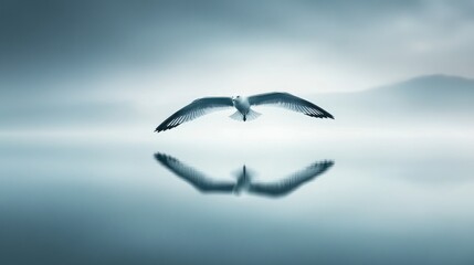 Obraz premium A serene seagull gliding over a calm, misty lake, reflecting on the still water below.