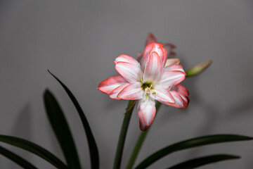 Amaryllis variety Blossom Peacock. Amaryllis flowers. Hippeastrum. Flower of Holland. Hippeastrum grade Blossom Peacock. Amaryllidaceae. Dutch flowers. Pink flower