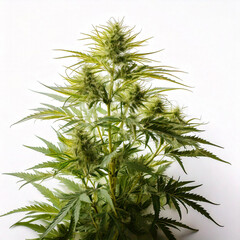 Medicine cannabis plant and fruit