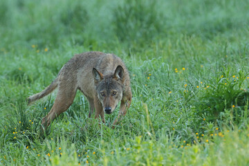 Wilk szary, wilk (Canis lupus) © Bartosz Rakoczy