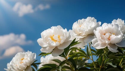 White lilies bloom in a spring garden, their petals bathed in sunlight