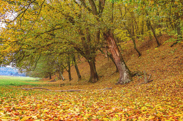 Deciduous forest in autumn yellow-green tones. Fallen leaves, dry branches. Wild nature in autumn.