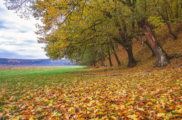 Autumn colored, deserted, deciduous forest with a meadow under the clouds. Idyllic autumn landscape.