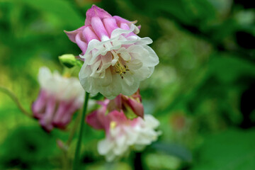 Columbine flower with two colored petals of red and white