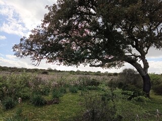 Landscape, tree in the field