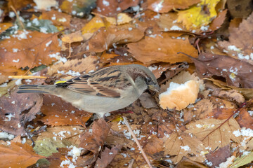 sparrow on fallen autumn leaves eating bread closeup