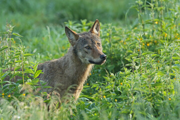 Wilk szary, wilk (Canis lupus) © Bartosz Rakoczy