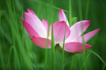 Obraz premium Serene Pink Lotus Amid Lush Green Grass