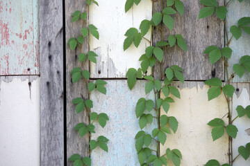 Green Vines Growth on Weathered Wood Panel