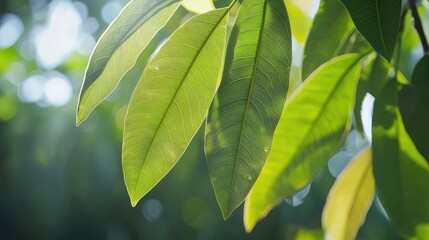 Close-up shot of green leaves with sunlight shining through them.