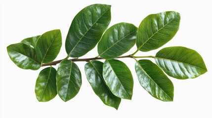 Obraz premium Glossy Green Leaves on White Background