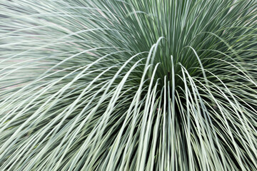 Obraz premium Close-Up of Green Grass Texture in Nature